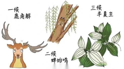 今日夏至|愿所有美好亦如約而至！